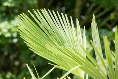 Trachycarpus fortunei (Chinese Waaierpalm) 110cm - afbeelding 3