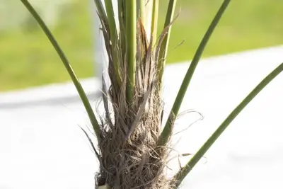 Trachycarpus fortunei (Chinese Waaierpalm) 110cm - afbeelding 4