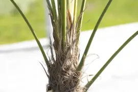 Trachycarpus fortunei (Chinese Waaierpalm) 110cm - afbeelding 4