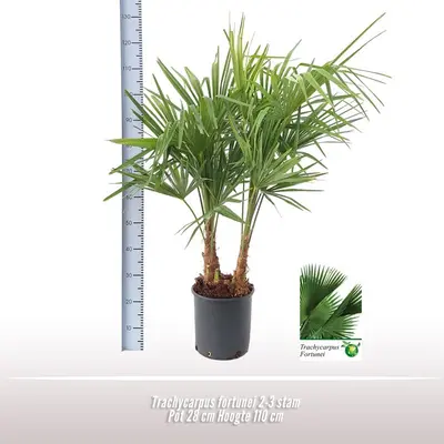 Trachycarpus fortunei (Chinese Waaierpalm) 110cm - afbeelding 5