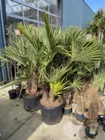 Trachycarpus fortunei (Chinese Waaierpalm) 180cm - afbeelding 3