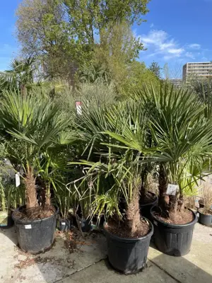 Trachycarpus fortunei (Chinese Waaierpalm) 180cm - afbeelding 4