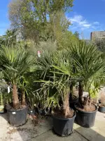 Trachycarpus fortunei (Chinese Waaierpalm) 180cm - afbeelding 4