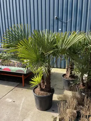 Trachycarpus fortunei (Chinese Waaierpalm) 180cm - afbeelding 5