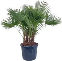 Trachycarpus fortunei (Chinese Waaierpalm) 180cm - afbeelding 1