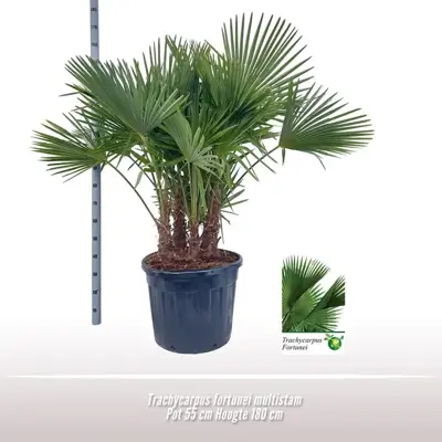 Trachycarpus fortunei (Chinese Waaierpalm) 180cm - afbeelding 2