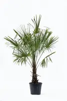 Trachycarpus fortunei (Chinese waaierpalm) - afbeelding 1