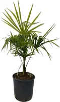 Trachycarpus fortunei (Chinese waaierpalm) 70cm - afbeelding 1