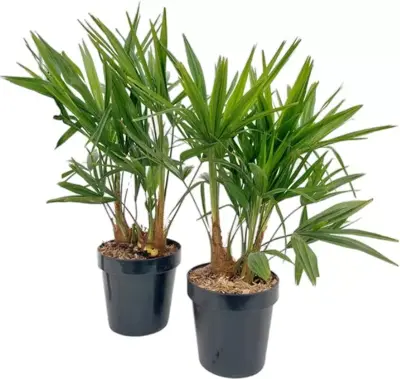 Trachycarpus fortunei (Chinese Waaierpalm) 70cm - afbeelding 1