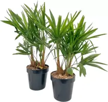 Trachycarpus fortunei (Chinese Waaierpalm) 70cm - afbeelding 1