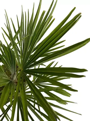 Trachycarpus fortunei (Chinese Waaierpalm) 70cm - afbeelding 4