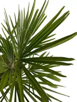 Trachycarpus fortunei (Chinese Waaierpalm) 70cm - afbeelding 4