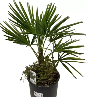 Trachycarpus fortunei (Chinese Waaierpalm) 70cm - afbeelding 2