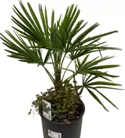 Trachycarpus fortunei (Chinese Waaierpalm) 70cm - afbeelding 2