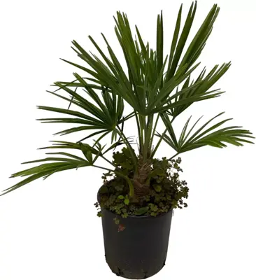 Trachycarpus fortunei (Chinese Waaierpalm) 70cm - afbeelding 3