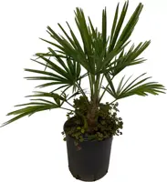 Trachycarpus fortunei (Chinese Waaierpalm) 70cm - afbeelding 3