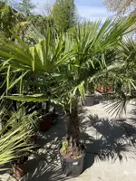 Trachycarpus fortunei (Chinese waaierpalm) - afbeelding 1