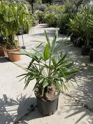 Trachycarpus fortunei (Chinese waaierpalm) - afbeelding 1