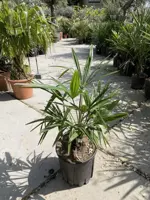 Trachycarpus fortunei (Chinese waaierpalm) - afbeelding 1