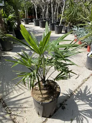 Trachycarpus fortunei (Chinese waaierpalm) - afbeelding 2