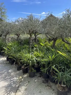 Trachycarpus fortunei (Chinese waaierpalm) - afbeelding 3