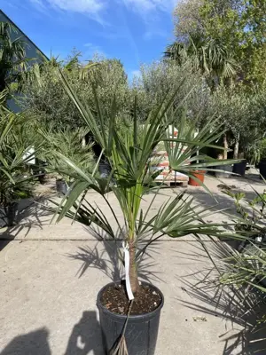 Trachycarpus fortunei (Chinese waaierpalm) - afbeelding 1