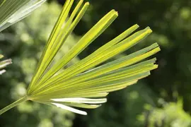 Trachycarpus fortunei (Europese palm) - afbeelding 6