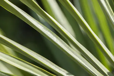 Trachycarpus fortunei (Europese palm) - afbeelding 7