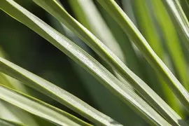 Trachycarpus fortunei (Europese palm) - afbeelding 7