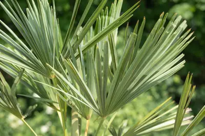 Trachycarpus fortunei (Europese palm) - afbeelding 9