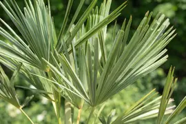Trachycarpus fortunei (Europese palm) - afbeelding 9