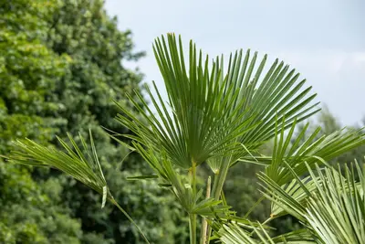 Trachycarpus fortunei (Europese palm) - afbeelding 12