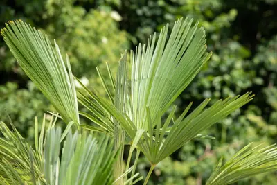 Trachycarpus fortunei (Europese palm) - afbeelding 13