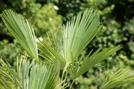 Trachycarpus fortunei (Europese palm) - afbeelding 13