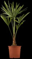 Trachycarpus fortunei (Europese palm) - afbeelding 1