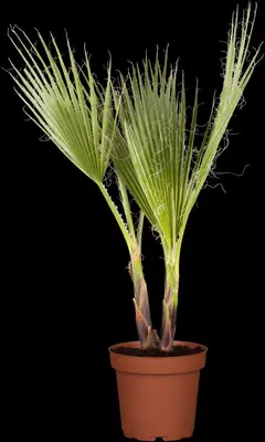 Trachycarpus fortunei (Europese palm) - afbeelding 2