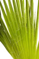 Trachycarpus fortunei (Europese palm) - afbeelding 3