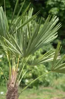 Trachycarpus fortunei (Europese palm) - afbeelding 5