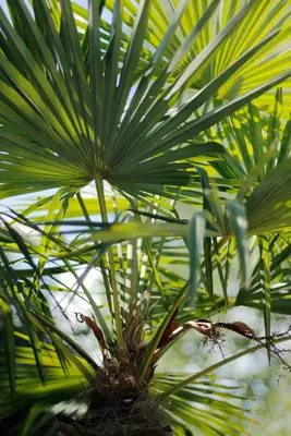 Trachycarpus fortunei (Europese palm) - afbeelding 14