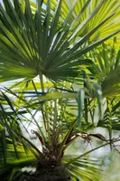 Trachycarpus fortunei (Europese palm) - afbeelding 14