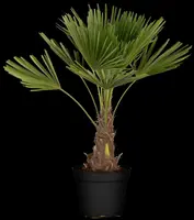 Trachycarpus fortunei (Europese palm) - afbeelding 10