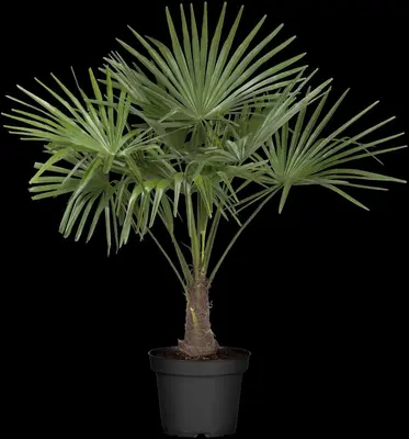 Trachycarpus fortunei (Europese palm) - afbeelding 4