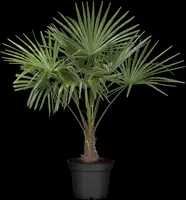 Trachycarpus fortunei (Europese palm) - afbeelding 4