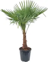 Trachycarpus fortunei (Windmolenpalm) 150cm - afbeelding 1