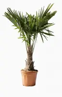 Trachycarpus fortunei (Windmolenpalm) 150cm - afbeelding 3