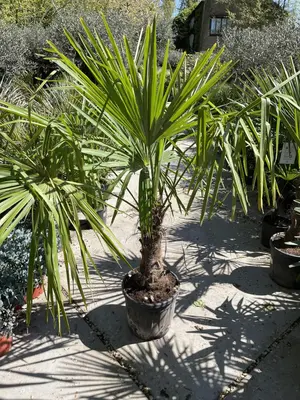 Trachycarpus fortunei (Windmolenpalm) 150cm - afbeelding 4