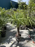 Trachycarpus fortunei (Windmolenpalm) 150cm - afbeelding 5