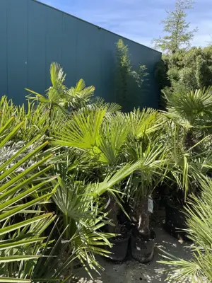 Trachycarpus fortunei (Windmolenpalm) 150cm - afbeelding 6