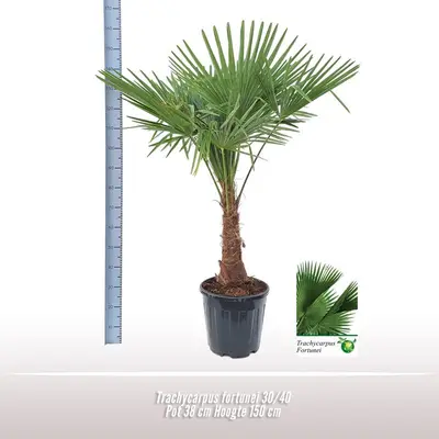 Trachycarpus fortunei (Windmolenpalm) 150cm - afbeelding 2