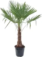 Trachycarpus fortunei (Windmolenpalm) 180cm - afbeelding 1